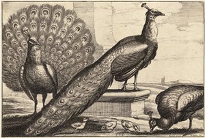 Tres pavos reales de Wenceslaus Hollar